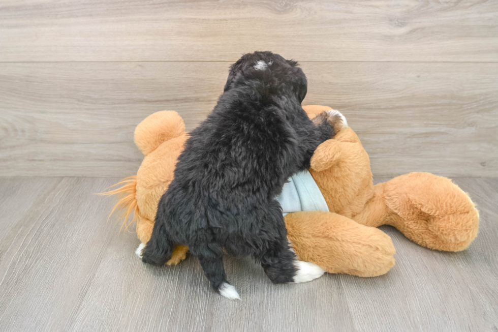 Mini Bernedoodle Puppy for Adoption