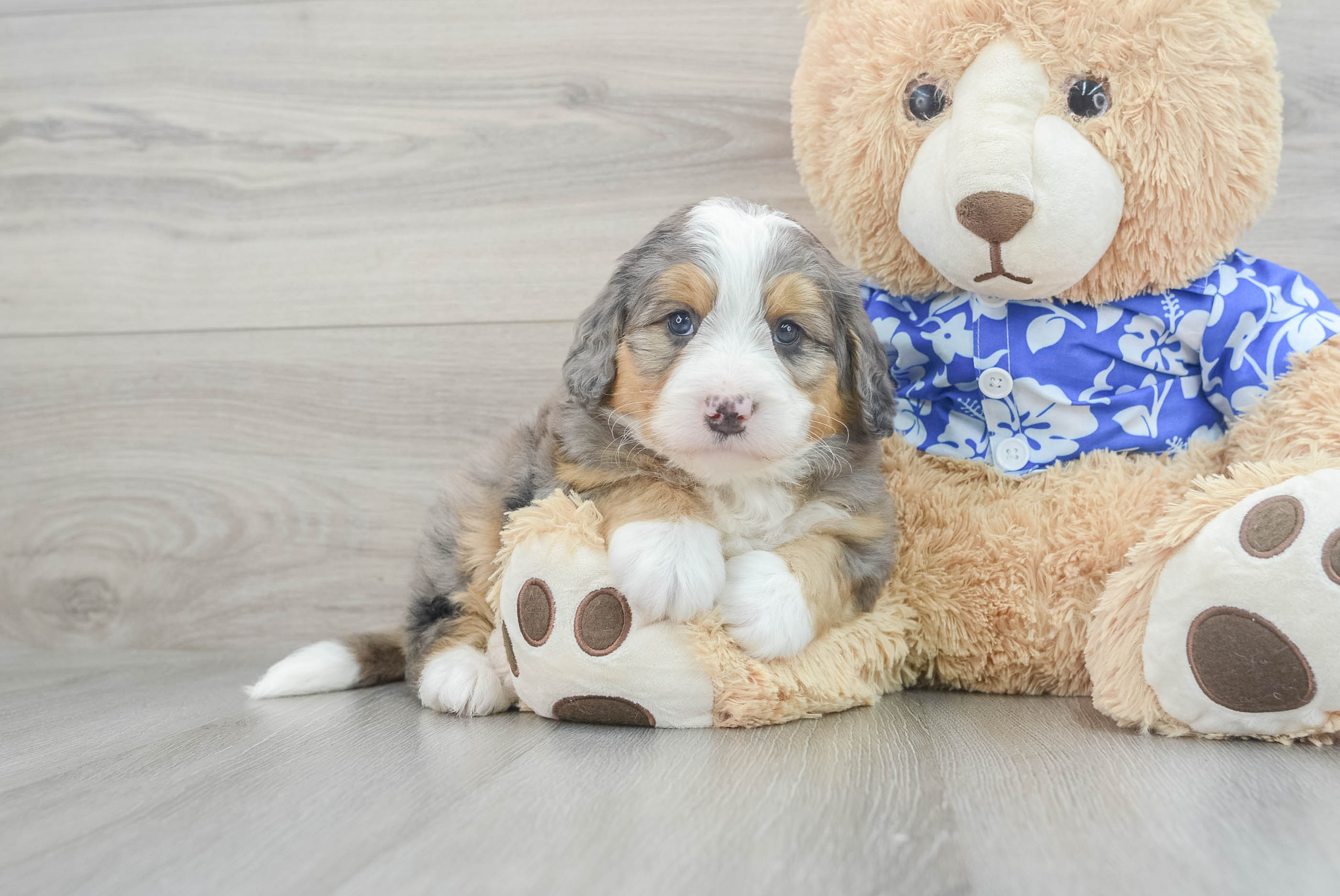 Little Bernadoodle Poodle Mix Puppy