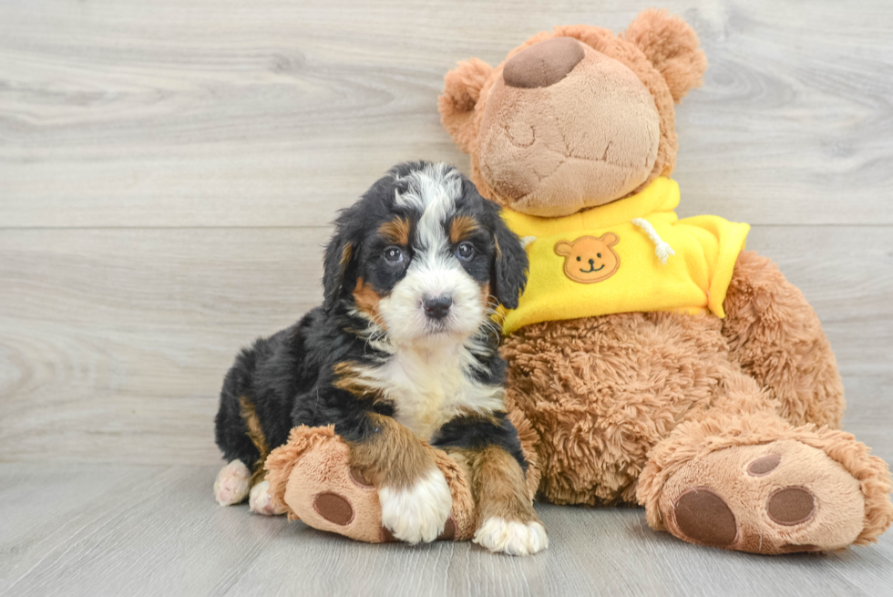 Petite Mini Bernedoodle Poodle Mix Pup