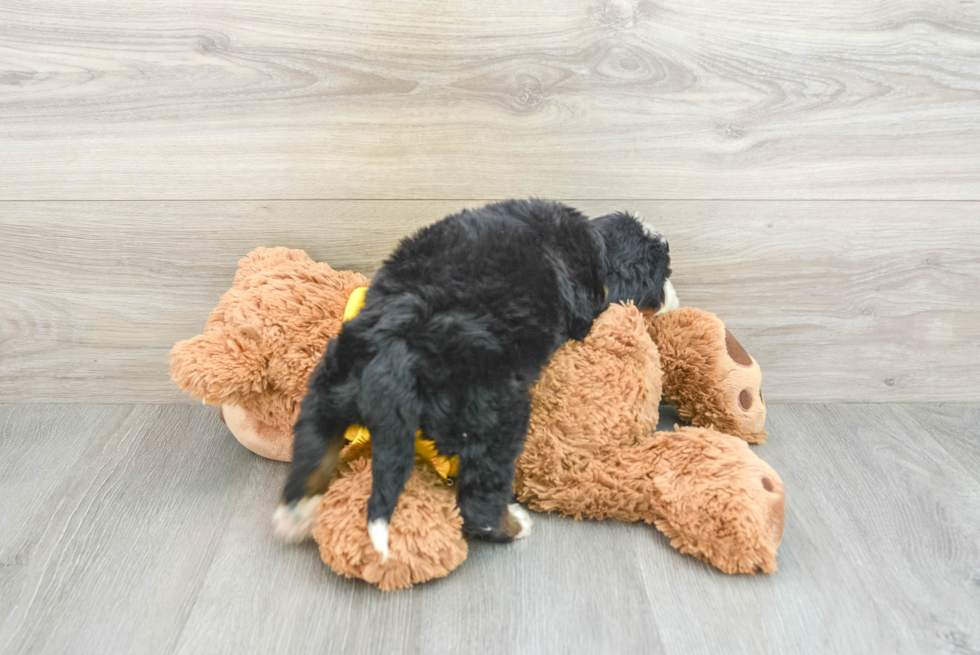 Best Mini Bernedoodle Baby