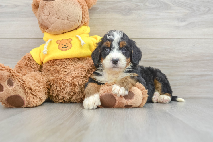Mini Bernedoodle Puppy for Adoption