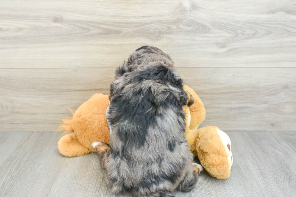 Best Mini Bernedoodle Baby