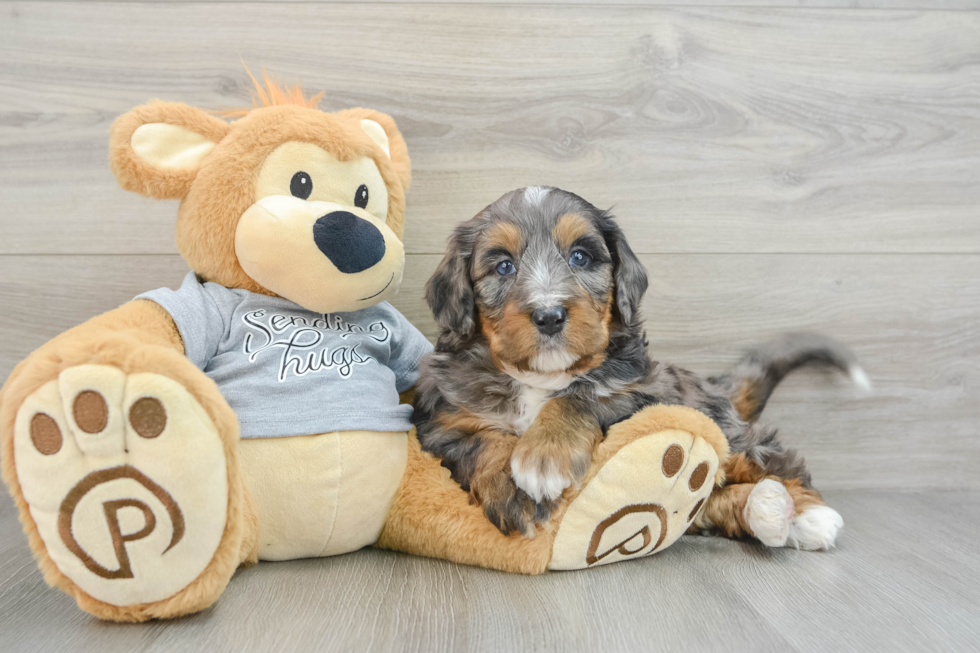 Funny Mini Bernedoodle Poodle Mix Pup