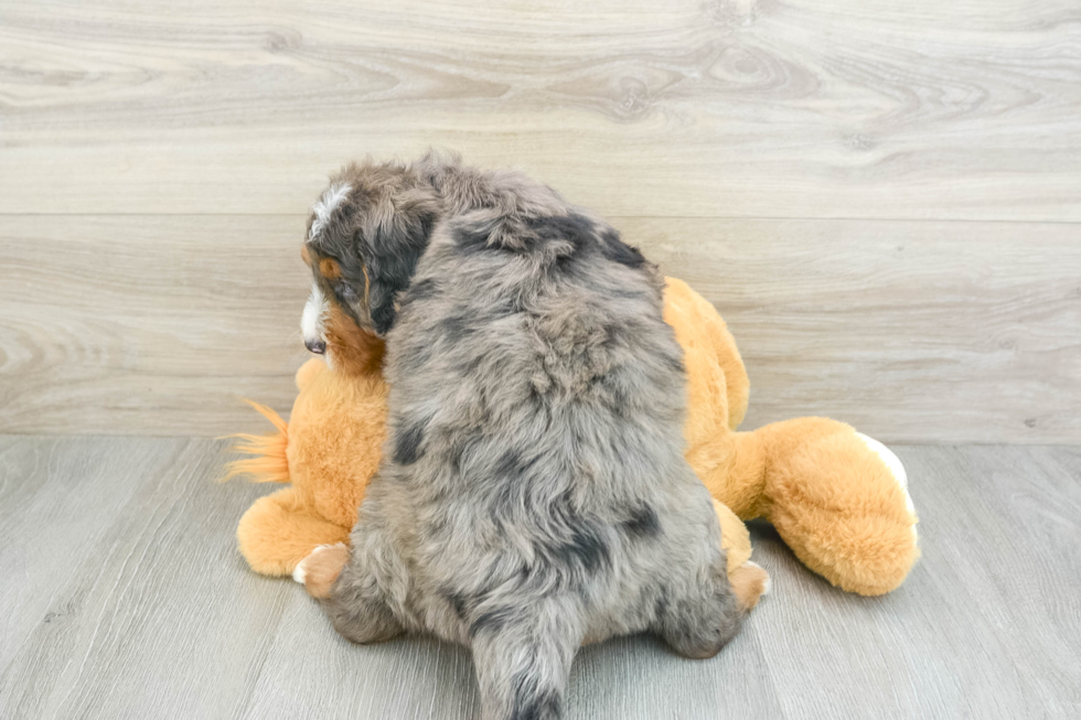 Hypoallergenic Bernadoodle Poodle Mix Puppy