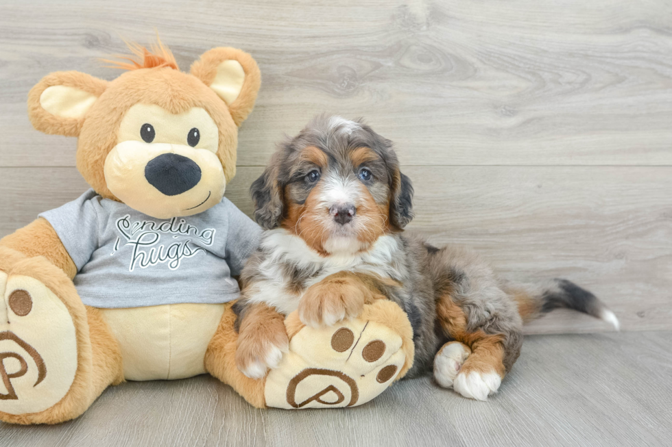 Friendly Mini Bernedoodle Baby