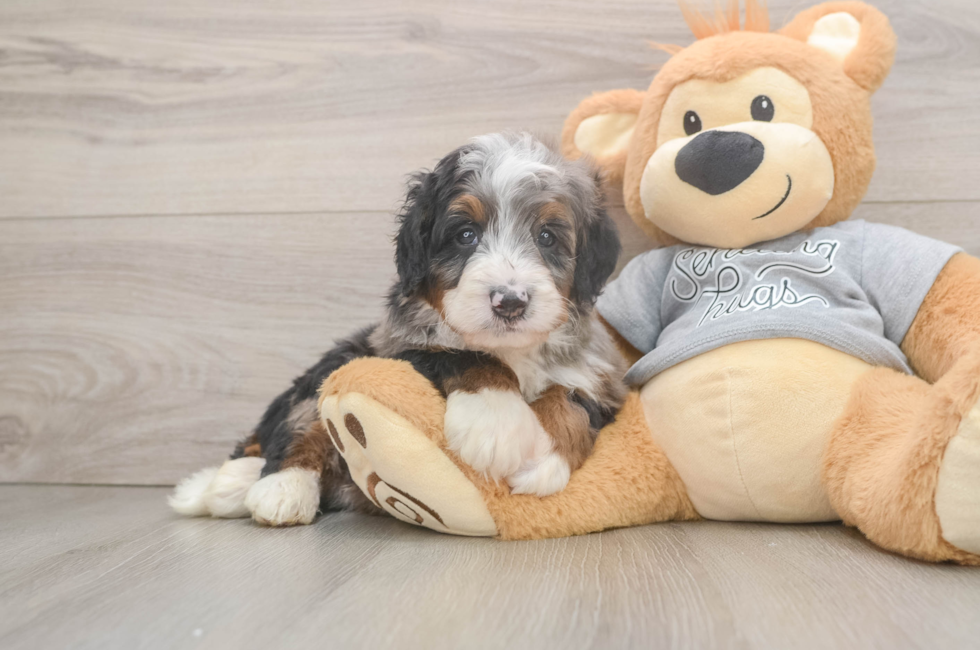 6 week old Mini Bernedoodle Puppy For Sale - Puppy Love PR