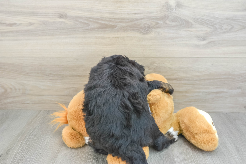 Best Mini Bernedoodle Baby