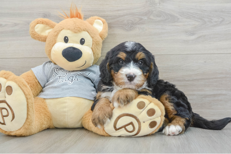 Meet Roblox - our Mini Bernedoodle Puppy Photo 1/3 - Puppy Love PR Hypoallergenic Mini Bernese Poodle Poodle Mix Puppy