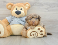 8 week old Mini Bernedoodle Puppy For Sale - Puppy Love PR