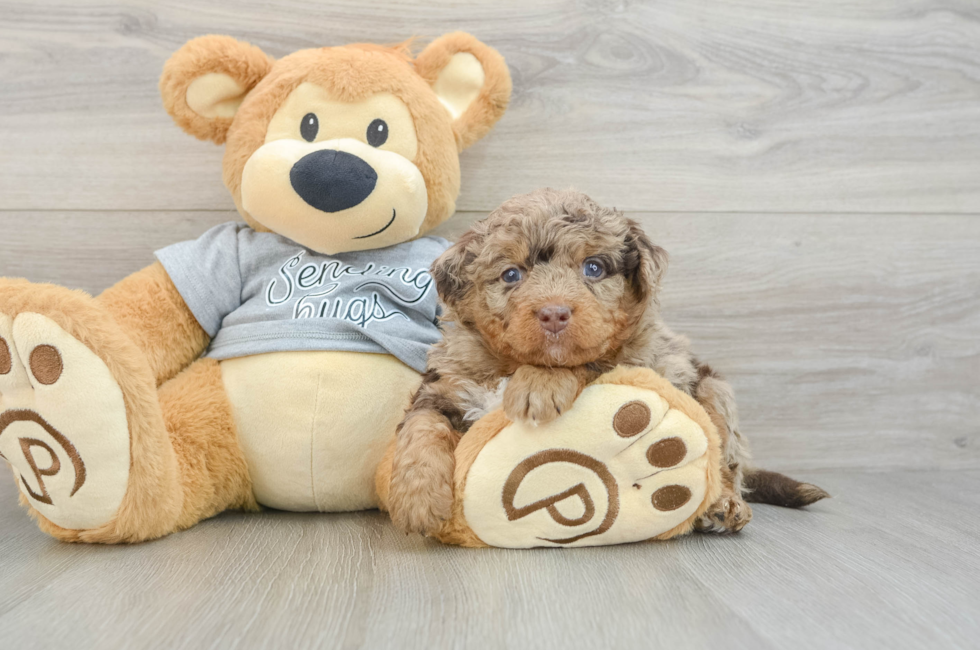 7 week old Mini Bernedoodle Puppy For Sale - Puppy Love PR