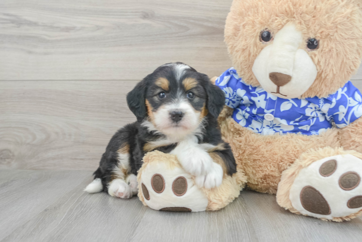 Meet Rolli - our Mini Bernedoodle Puppy Photo 1/3 - Puppy Love PR Mini Bernedoodle Pup Being Cute