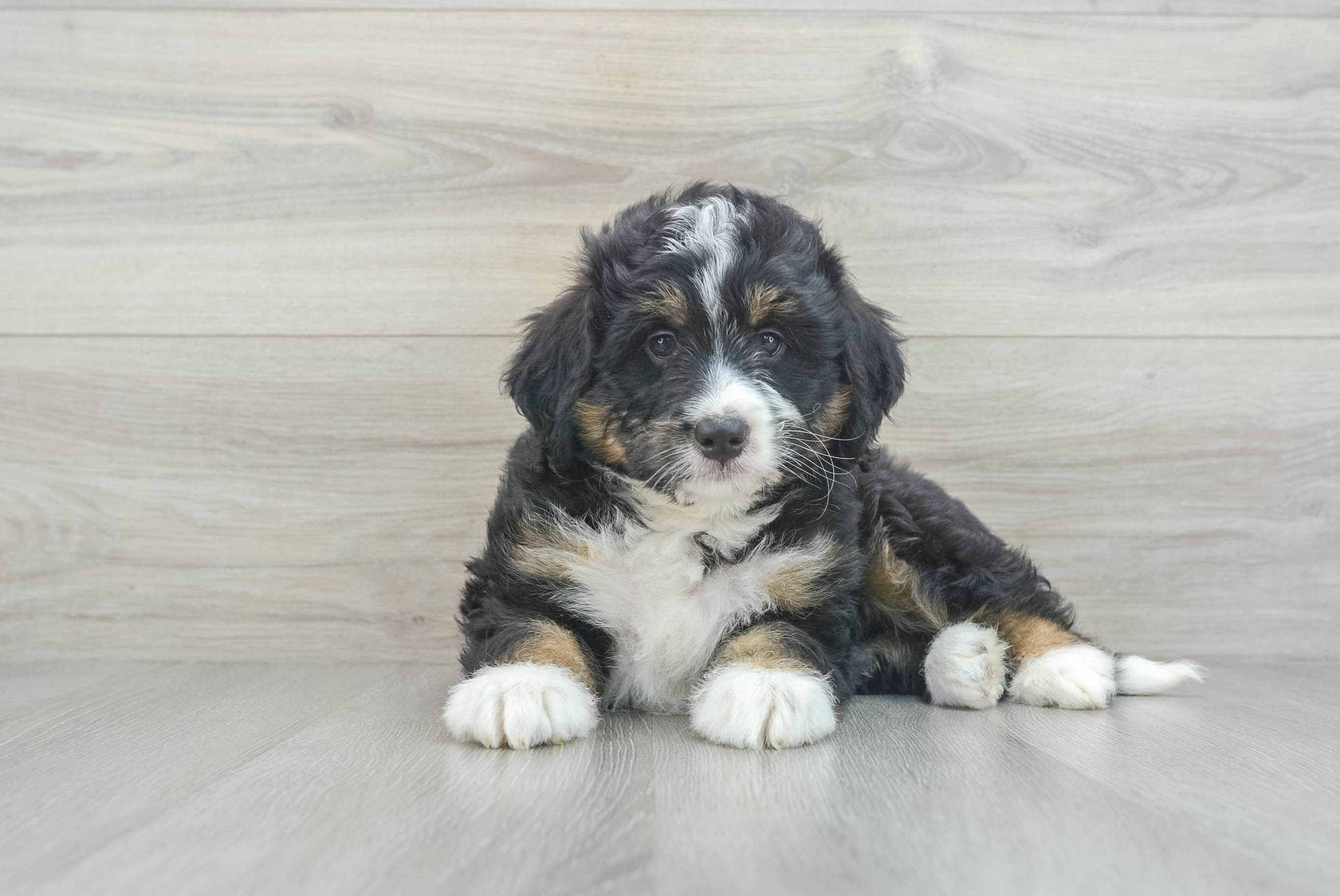 Little Bernadoodle Poodle Mix Puppy