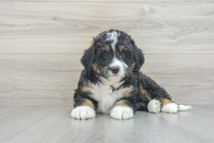 Meet Rory - our Mini Bernedoodle Puppy Photo 1/3 - Puppy Love PR Little Bernadoodle Poodle Mix Puppy