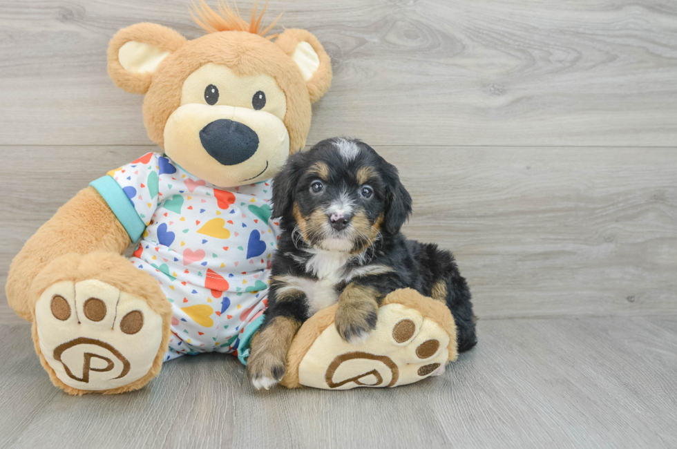 6 week old Mini Bernedoodle Puppy For Sale - Puppy Love PR