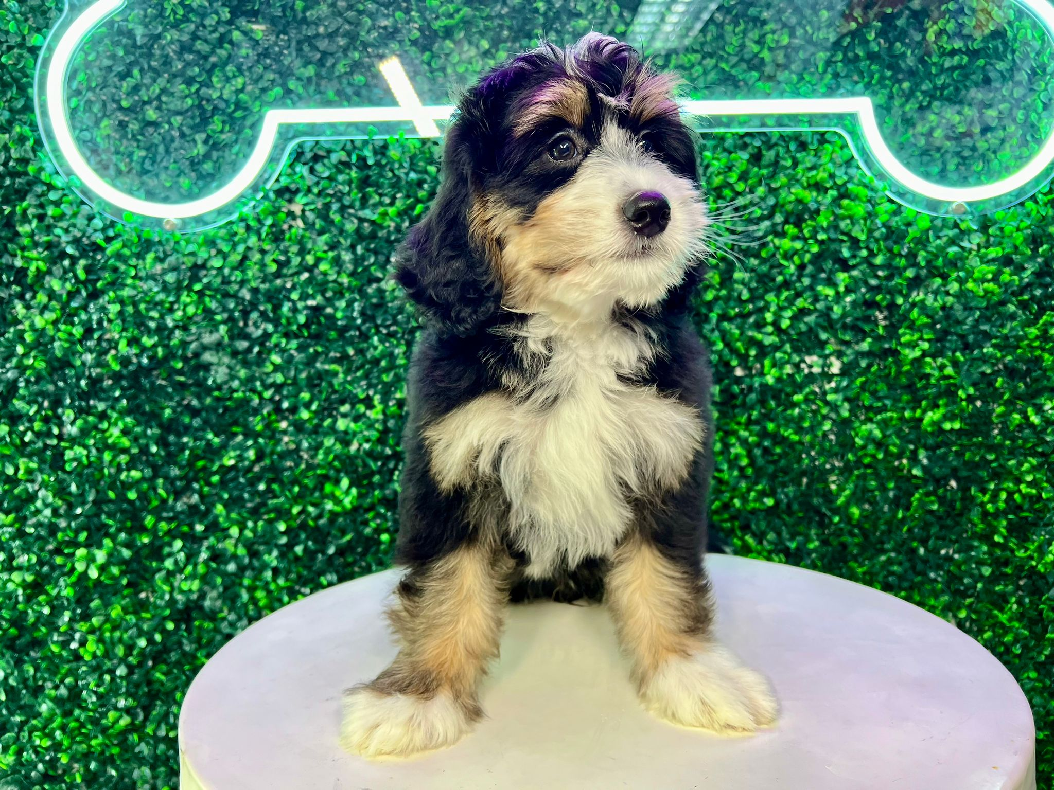 Mini Bernedoodle Puppy for Adoption