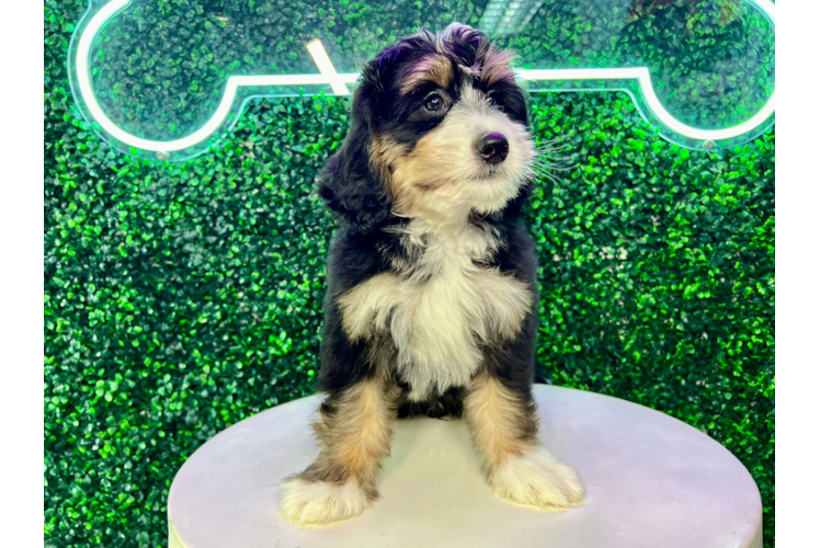 Meet Atenea - our Mini Bernedoodle Puppy Photo 1/4 - Puppy Love PR Mini Bernedoodle Puppy for Adoption