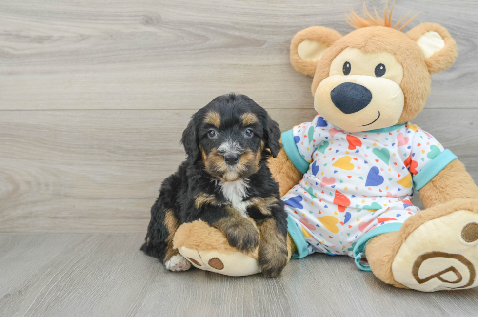 6 week old Mini Bernedoodle Puppy For Sale - Puppy Love PR