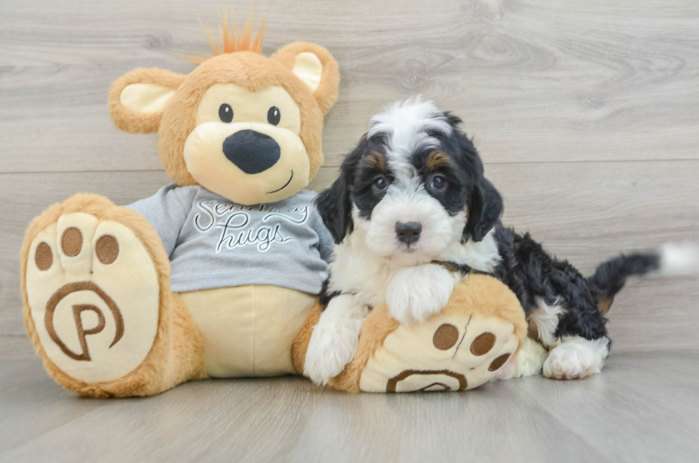 8 week old Mini Bernedoodle Puppy For Sale - Puppy Love PR