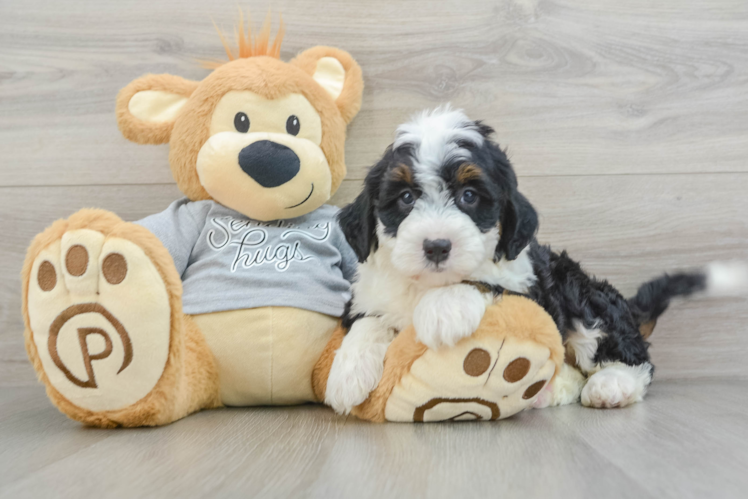 Meet Ruthie - our Mini Bernedoodle Puppy Photo 1/3 - Puppy Love PR Best Mini Bernedoodle Baby