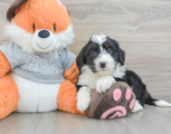 6 week old Mini Bernedoodle Puppy For Sale - Puppy Love PR