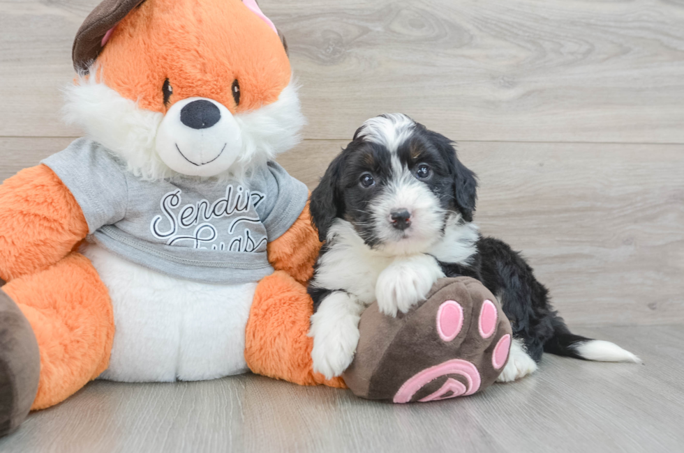 6 week old Mini Bernedoodle Puppy For Sale - Puppy Love PR
