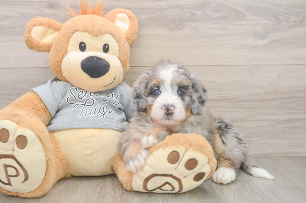 6 week old Mini Bernedoodle Puppy For Sale - Puppy Love PR