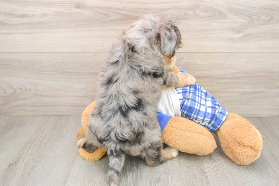 Mini Bernedoodle Puppy for Adoption