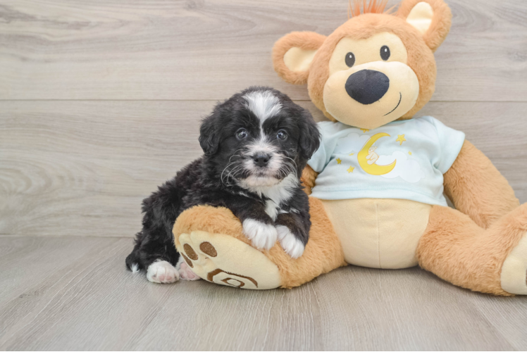 Adorable Mini Bernesedoodle Poodle Mix Puppy