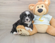 8 week old Mini Bernedoodle Puppy For Sale - Puppy Love PR