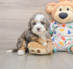 5 week old Mini Bernedoodle Puppy For Sale - Puppy Love PR
