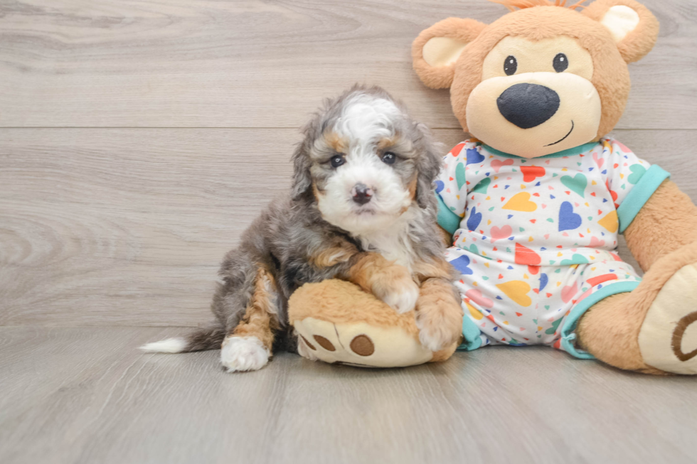 Mini Bernedoodle Pup Being Cute