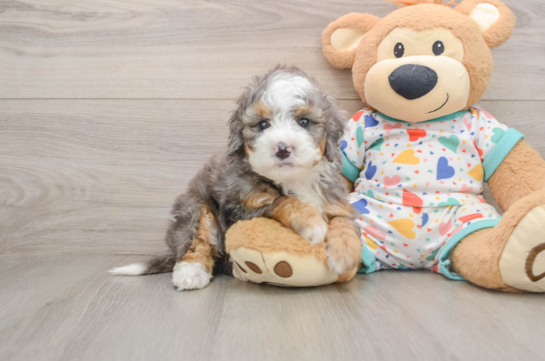 RUTHIE, compañero(a) de camada de Mini Bernedoodle