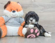 7 week old Mini Bernedoodle Puppy For Sale - Puppy Love PR