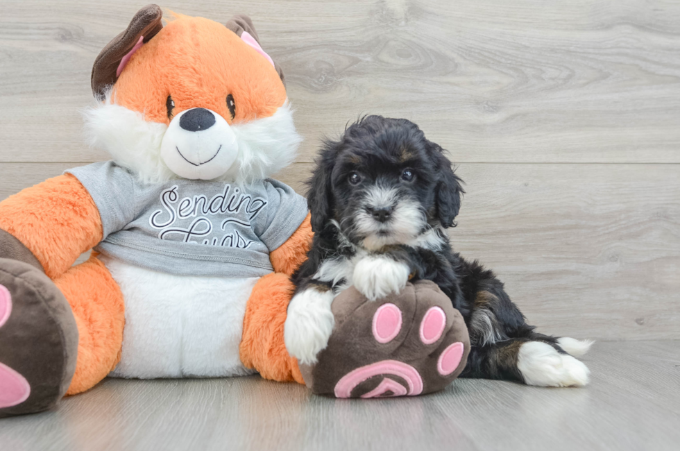 6 week old Mini Bernedoodle Puppy For Sale - Puppy Love PR