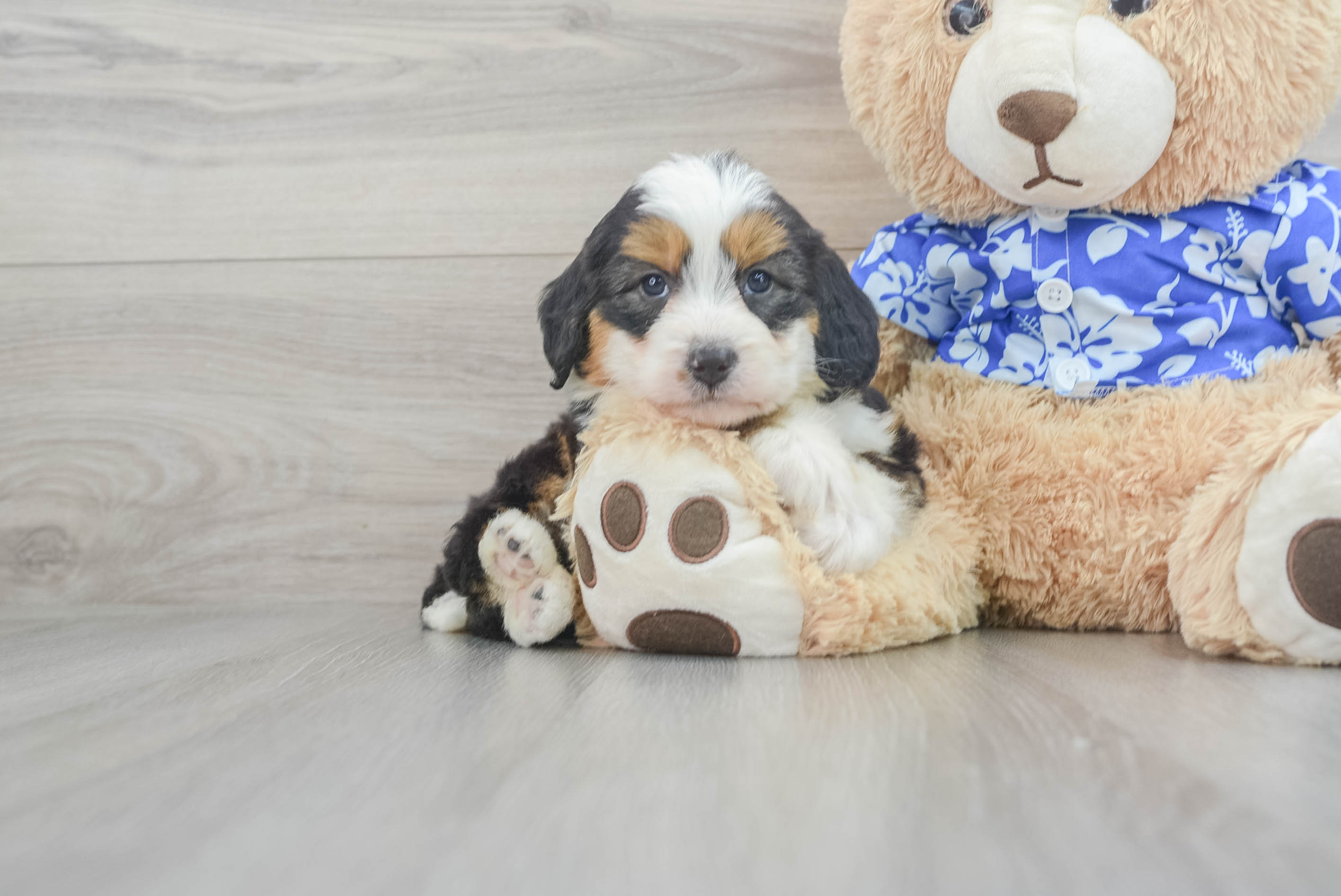 Sweet Mini Bernedoodle Baby