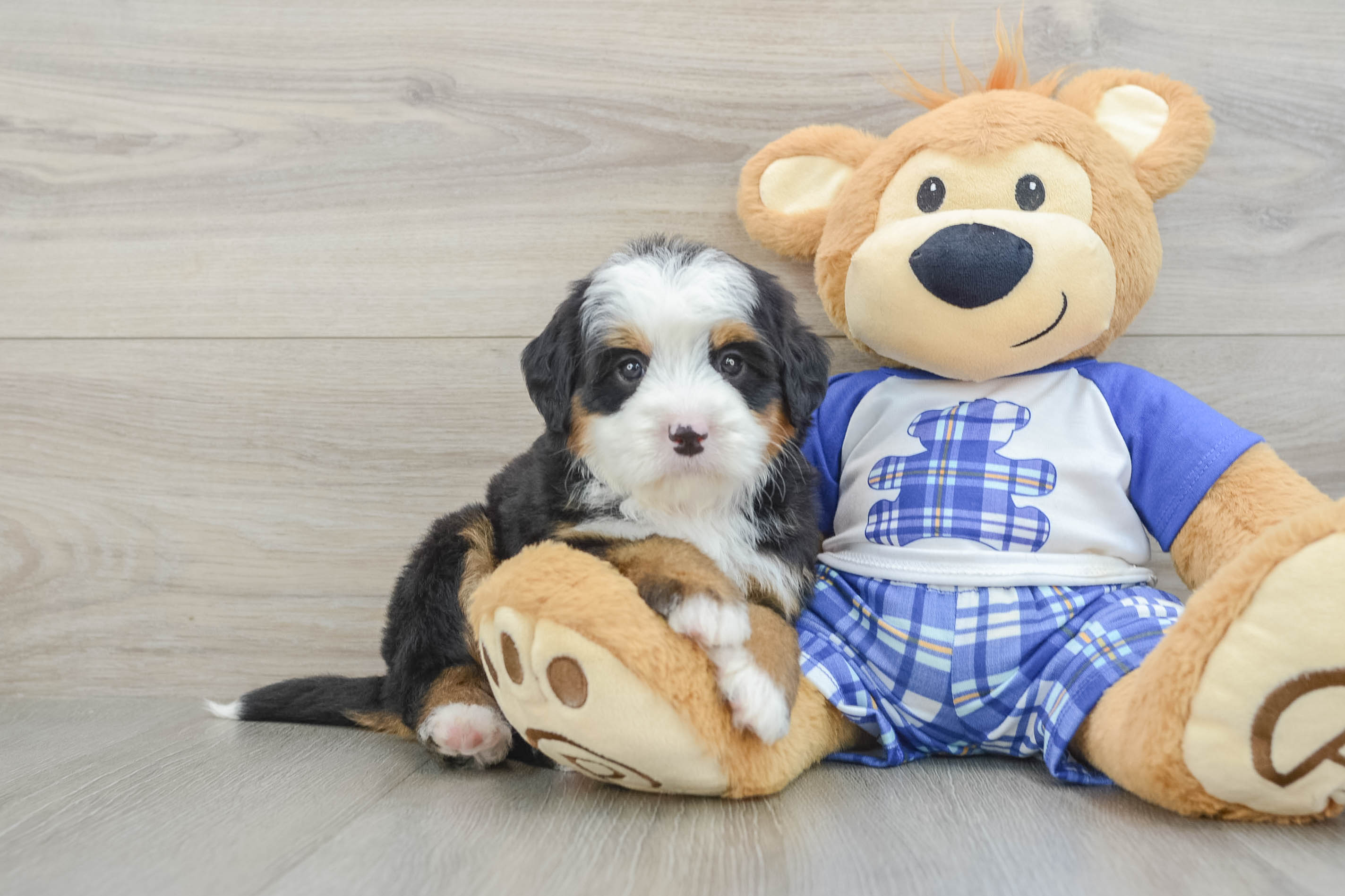 Energetic Bernadoodle Poodle Mix Puppy