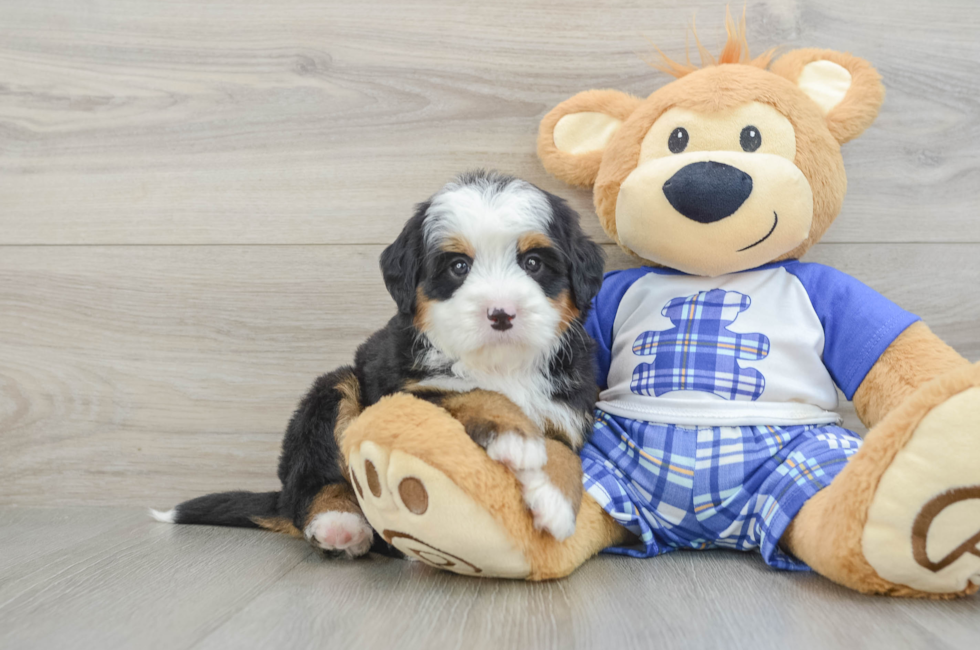 6 week old Mini Bernedoodle Puppy For Sale - Puppy Love PR