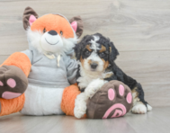 7 week old Mini Bernedoodle Puppy For Sale - Puppy Love PR