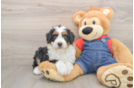 Sweet Mini Bernedoodle Baby