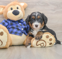 6 week old Mini Bernedoodle Puppy For Sale - Puppy Love PR