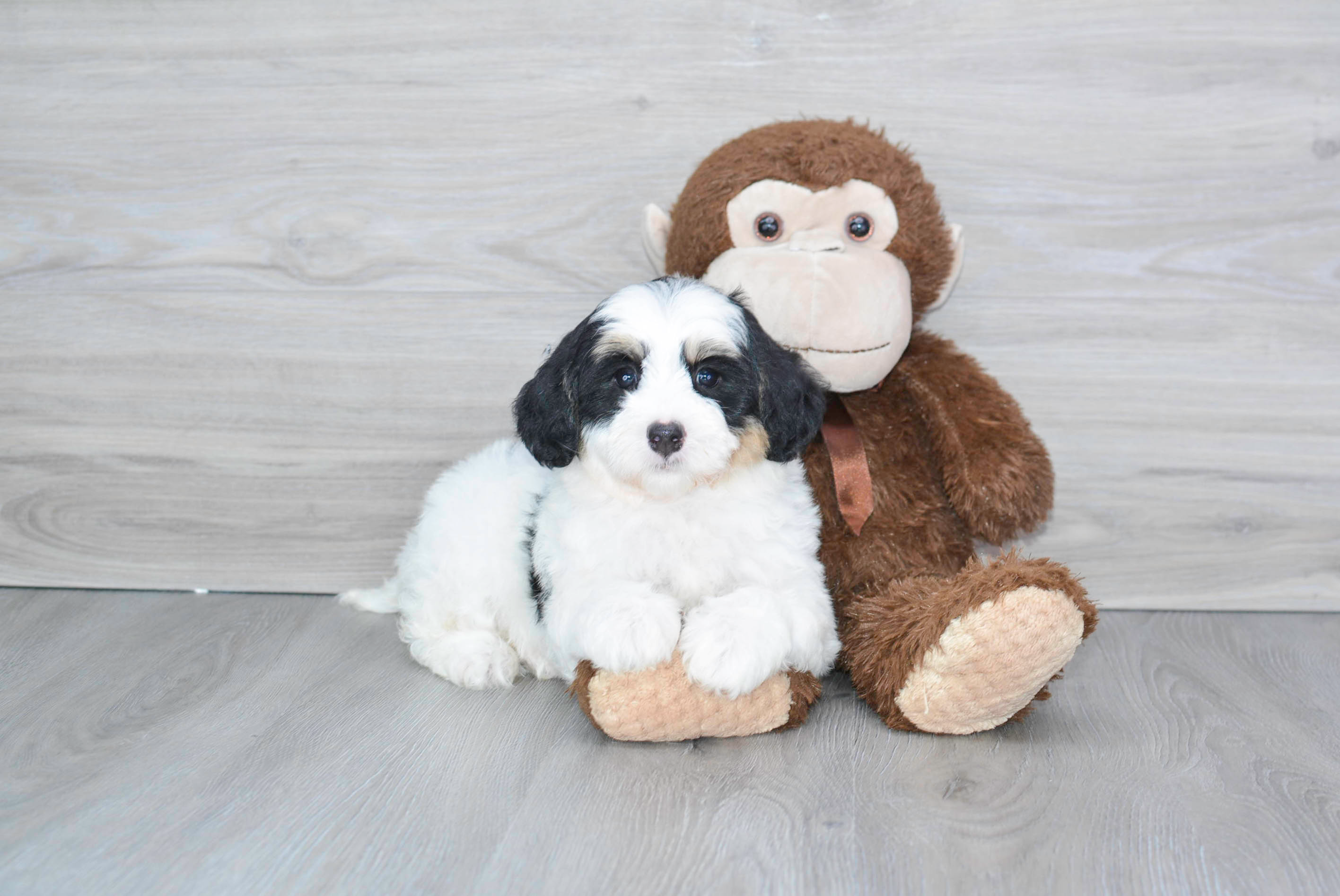 Mini Bernedoodle Puppy for Adoption
