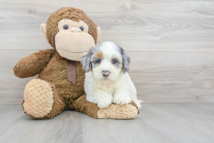 Cute Bernadoodle Poodle Mix Puppy