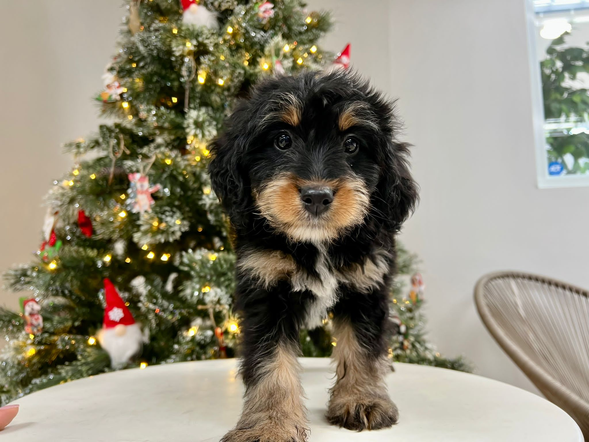 Mini Bernedoodle Pup Being Cute