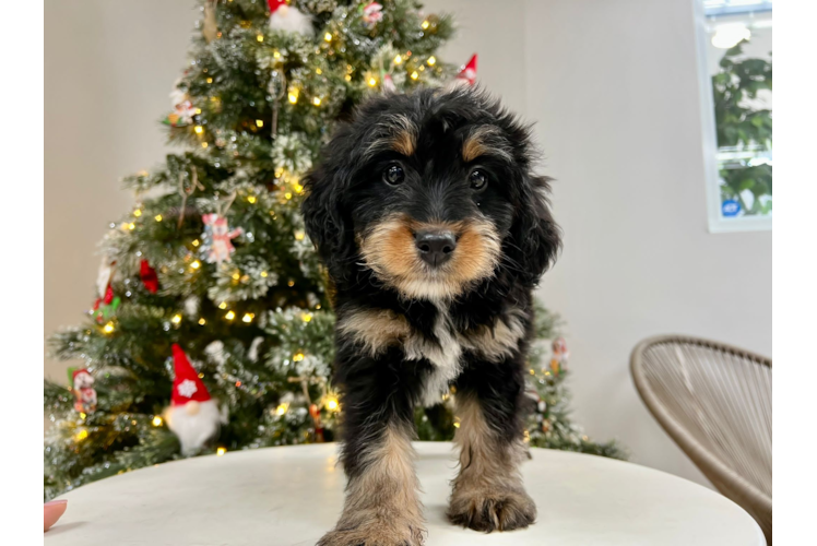 Mini Bernedoodle Pup Being Cute