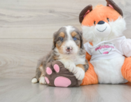 8 week old Mini Bernedoodle Puppy For Sale - Puppy Love PR