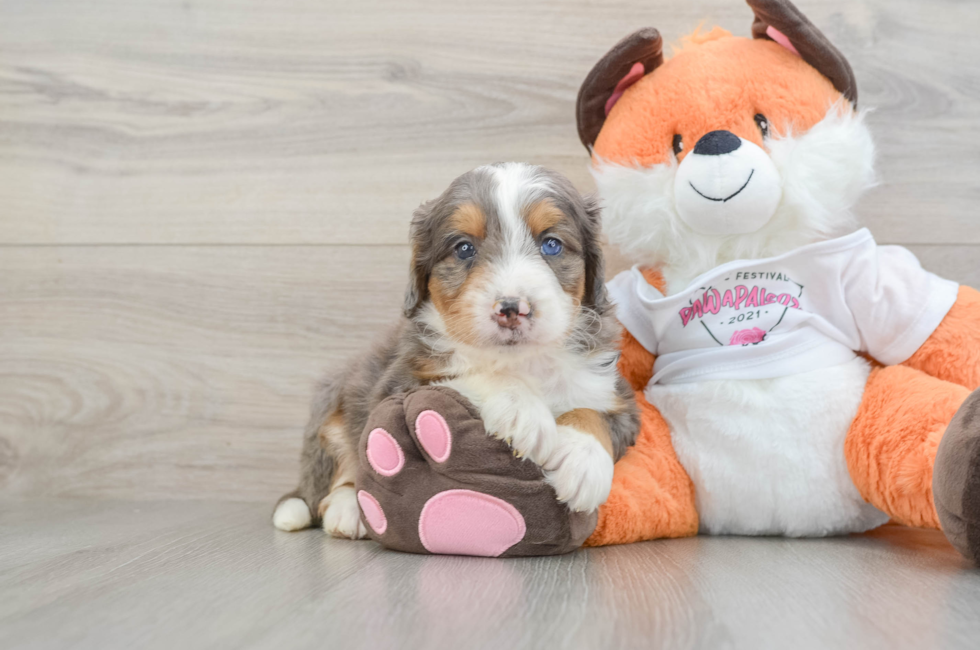 7 week old Mini Bernedoodle Puppy For Sale - Puppy Love PR