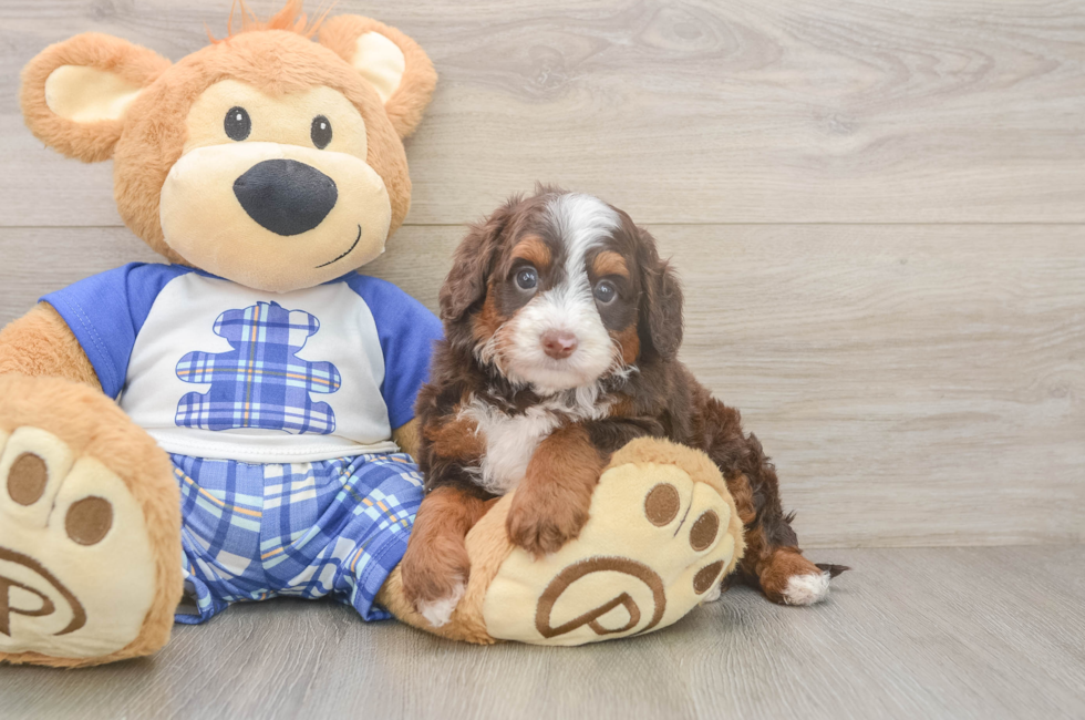 5 week old Mini Bernedoodle Puppy For Sale - Puppy Love PR