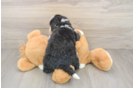 Best Mini Bernedoodle Baby