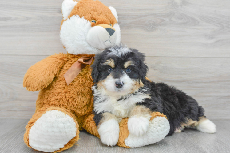 Meet Samson - our Mini Bernedoodle Puppy Photo 1/3 - Puppy Love PR Sweet Mini Bernedoodle Baby