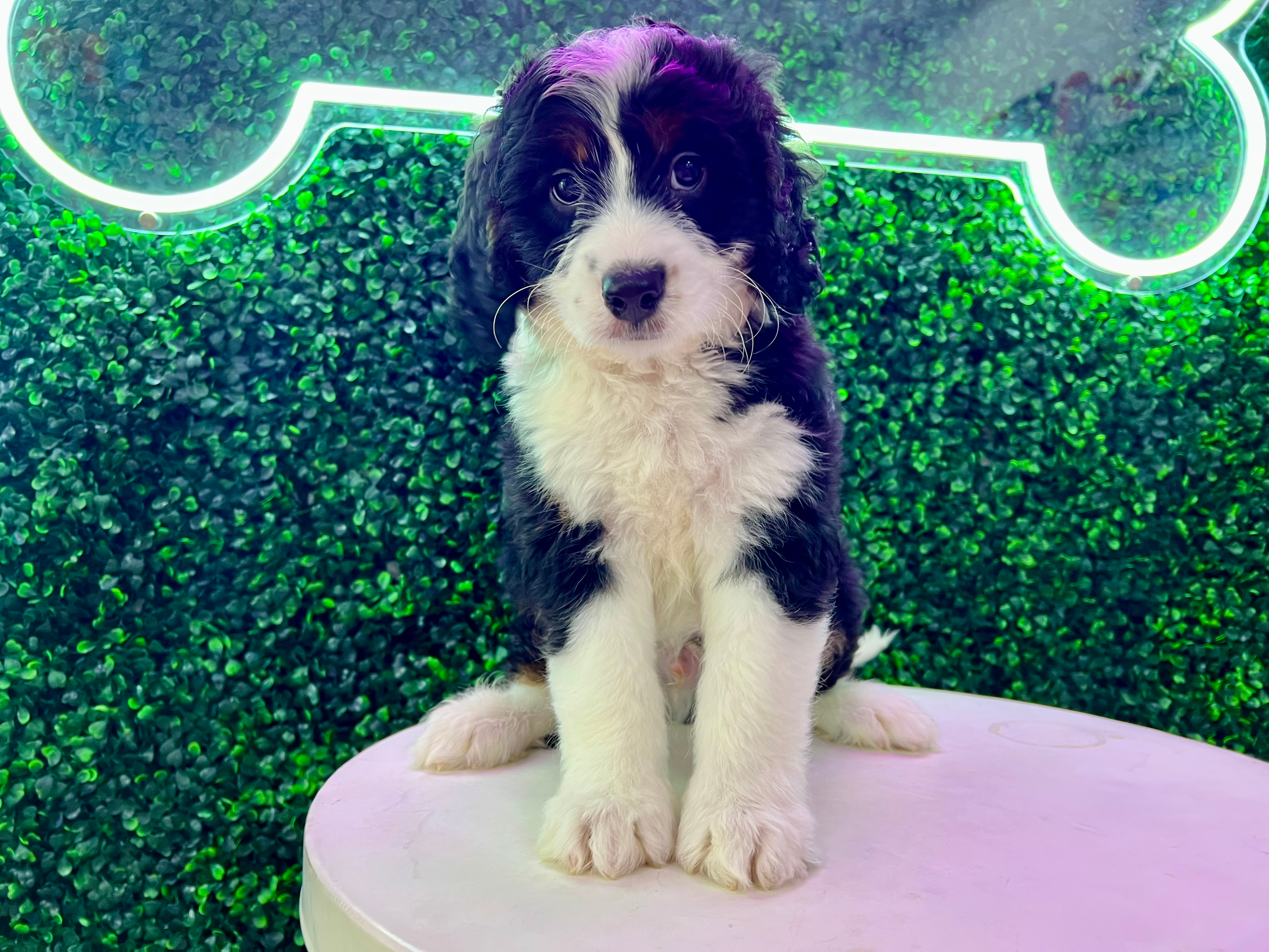 Cute Bernadoodle Poodle Mix Puppy